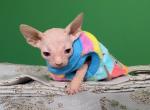 Unknown - Sphynx Kitten For Adoption - Whittier&comma; CA&comma; US