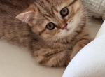 Scottish female straight short hair - Scottish Straight Kitten For Sale - North Port&comma; FL&comma; US