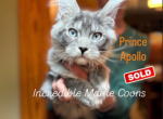 Apollo - Maine Coon Kitten For Sale - Rogersville&comma; MO&comma; US