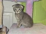 Queen B's Litter - Scottish Fold Kitten For Sale - Denver&comma; CO&comma; US