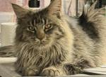 Efirm - Maine Coon Cat For Sale - Brighton&comma; CO&comma; US