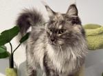 Jada - Maine Coon Cat For Sale - Brighton&comma; CO&comma; US