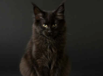 Mark - Maine Coon Kitten For Sale - Brighton&comma; CO&comma; US