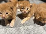 Litter C - Maine Coon Kitten For Sale - Wilmington&comma; DE&comma; US