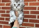 Silver Polydactyl Star - Maine Coon Kitten For Sale - Kansas City&comma; MO&comma; US