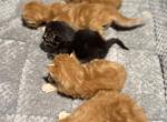 New litter Hope Cattery - Maine Coon Kitten For Sale - Palmer&comma; MA&comma; US