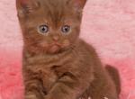 Irma - British Shorthair Kitten For Sale - Hollywood&comma; FL&comma; US