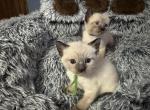 Green - Siamese Kitten For Sale - Plainfield&comma; IN&comma; US