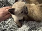 Blue - Siamese Kitten For Sale - Plainfield&comma; IN&comma; US