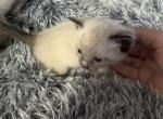Red - Siamese Kitten For Sale - Plainfield&comma; IN&comma; US