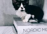Devon Rex Female Black Bicolor - Devon Rex Kitten For Sale - Hollywood&comma; FL&comma; US