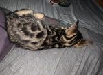 Leo Panera Rocky smoky - Bengal Kitten For Adoption - NJ&comma; US