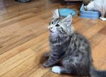 Vader reserved - Maine Coon Kitten For Sale - Corwin&comma; OH&comma; US