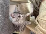Echo - Maine Coon Kitten For Sale - Corwin&comma; OH&comma; US