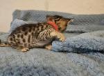 Sephora Valentino Sauvage - Savannah Kitten For Sale - NJ&comma; US