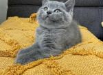 Oscar - British Shorthair Kitten For Sale - Phila&comma; PA&comma; US