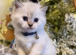 Ragdoll Kittens - Ragdoll Kitten For Sale - NY&comma; US