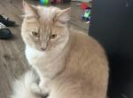 Nacho - Domestic Cat For Adoption - Gastonia&comma; NC&comma; US