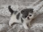 Clyde - Exotic Kitten For Sale - Syracuse&comma; NY&comma; US