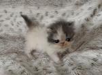 Bonnie - Exotic Kitten For Sale - Syracuse&comma; NY&comma; US