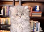 Breezy - Persian Kitten For Sale - Pensacola&comma; FL&comma; US