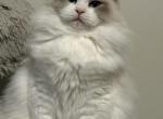 Blue - Ragdoll Kitten For Sale - Murrieta&comma; CA&comma; US