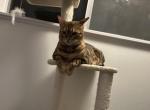 Milo - Bengal Cat For Adoption - Austin&comma; TX&comma; US