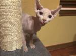 Snowflake the Elf Sphynx - Sphynx Kitten For Sale - Oklahoma City&comma; OK&comma; US