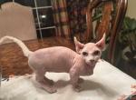 Sugarplum the Dwelf Sphynx - Sphynx Kitten For Sale - Oklahoma City&comma; OK&comma; US