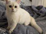 Tobias - Scottish Straight Kitten For Sale - Rio Linda&comma; CA&comma; US