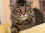 Yevhen Maine Coone kitten boy - Maine Coon Kitten For Sale - Los Angeles&comma; CA&comma; US