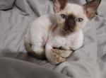 Devon Rex with blue eyes - Devon Rex Kitten For Sale - Hollywood&comma; FL&comma; US