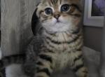Bingo - Scottish Fold Kitten For Sale - Naperville&comma; IL&comma; US