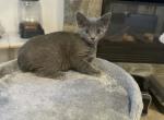 Russian Blue Kitten - Russian Blue Kitten For Sale - Portsmouth&comma; VA&comma; US