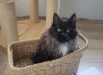 Holly - Maine Coon Cat For Sale - Montgomery&comma; MA&comma; US