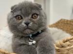 Dallas - Scottish Fold Cat For Sale - Green Acres&comma; FL&comma; US
