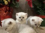 British Silver Chinchilla Kittens - British Shorthair Kitten For Sale - Philadelphia&comma; PA&comma; US