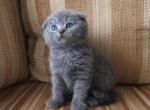Ash - Scottish Fold Kitten For Sale - Shelby Township&comma; MI&comma; US