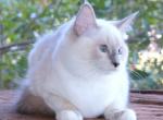 Ragdoll Kitten Willow Female Blue Lilac Mitted - Ragdoll Kitten For Sale - Haines City&comma; FL&comma; US