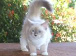 Ragdoll Kitten Francis Blue Lilac Female Mitted - Ragdoll Kitten For Sale - Haines City&comma; FL&comma; US