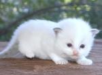 Ragdoll Kitten Male A Blue Lilac Mitted - Ragdoll Kitten For Sale - Haines City&comma; FL&comma; US