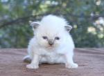 Ragdoll Kitten Male B Blue Mitted Family Raised - Ragdoll Kitten For Sale - Haines City&comma; FL&comma; US