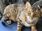 Baby boy - Bengal Cat For Sale - Willows&comma; CA&comma; US