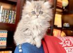 Tide - Persian Kitten For Sale - Pensacola&comma; FL&comma; US