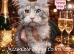 Aries - Maine Coon Kitten For Sale - Rogersville&comma; MO&comma; US