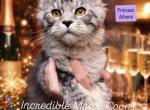Athena - Maine Coon Kitten For Sale - Rogersville&comma; MO&comma; US