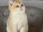 Scottish Straight Male Litter C - Scottish Straight Kitten For Sale - Chesnee&comma; SC&comma; US
