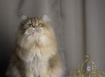 Scottish Straight Male - Scottish Straight Cat For Sale - Chesnee&comma; SC&comma; US
