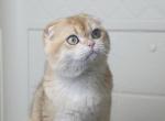 Scottish Fold Male - Scottish Fold Cat For Sale - Chesnee&comma; SC&comma; US