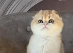 Scottish Fold Fem Litter C - Scottish Fold Kitten For Sale - Chesnee&comma; SC&comma; US